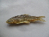  (Capoeta caelestis x Barbus capito - AKC5e-C11(hybrid))  @13 [ ] No Rights Reserved  Unspecified Unspecified