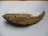  (Capoeta trutta - Fit1A-D11)  @13 [ ] No Rights Reserved  Unspecified Unspecified
