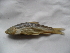  (Capoeta umbla - Fiu1a-E4)  @13 [ ] No Rights Reserved  Unspecified Unspecified