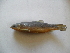  (Capoeta bergamae - GEDD-G10)  @14 [ ] No Rights Reserved  Unspecified Unspecified