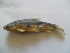  (Capoeta capoeta - ARP1-H4)  @13 [ ] No Rights Reserved  Unspecified Unspecified