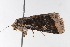  ( - K268673)  @12 [ ] CreativeCommons - Attribution Non-Commercial Share-Alike (2016) Andrew Mitchell Australian Museum, Sydney