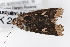  ( - K268684)  @12 [ ] CreativeCommons - Attribution Non-Commercial Share-Alike (2016) Andrew Mitchell Australian Museum, Sydney