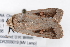  ( - K268744)  @12 [ ] CreativeCommons - Attribution Non-Commercial Share-Alike (2016) Andrew Mitchell Australian Museum, Sydney