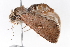  ( - K268746)  @12 [ ] CreativeCommons - Attribution Non-Commercial Share-Alike (2016) Andrew Mitchell Australian Museum, Sydney
