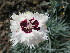  ( - UNKAR8508)  @11 [ ] CreativeCommons - Attribution Non-Commercial Share-Alike (2015) Thomas Horn Karlsruhe Institute of Technology, Botanical Garden