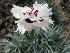  ( - UNKAR8508)  @11 [ ] CreativeCommons - Attribution Non-Commercial Share-Alike (2015) Thomas Horn Karlsruhe Institute of Technology, Botanical Garden