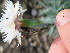  ( - UNKAR8508)  @11 [ ] CreativeCommons - Attribution Non-Commercial Share-Alike (2015) Thomas Horn Karlsruhe Institute of Technology, Botanical Garden