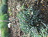  ( - UNKAR8508)  @11 [ ] CreativeCommons - Attribution Non-Commercial Share-Alike (2015) Thomas Horn Karlsruhe Institute of Technology, Botanical Garden