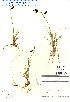  ( - CAN549902)  @11 [ ] Copyright (2008) Canadian Museum of Nature Unspecified