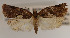  ( - KAA_DNA_00008)  @11 [ ] Copyright (2019) John Rawlins Carnegie Museum of Natural History