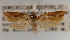  (Argyrotaenia ceramica - KAA_DNA_00009)  @11 [ ] Copyright (2019) John Rawlins Carnegie Museum of Natural History