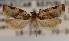  (Argyrotaenia felisana - KAA_DNA_00016)  @11 [ ] Copyright (2019) John Rawlins Carnegie Museum of Natural History