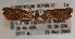  ( - KAA_DNA_00025)  @11 [ ] Copyright (2019) John Rawlins Carnegie Museum of Natural History