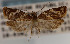  (Argyrotaenia granitana - KAA_DNA_00026)  @11 [ ] Copyright (2019) John Rawlins Carnegie Museum of Natural History