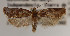  (Argyrotaenia praeteritana - KAA_DNA_00028)  @11 [ ] Copyright (2019) John Rawlins Carnegie Museum of Natural History