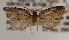  ( - KAA_DNA_00033)  @11 [ ] Copyright (2019) John Rawlins Carnegie Museum of Natural History