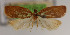  (Claduncaria rufochlaena - KAA_DNA_00036)  @11 [ ] Copyright (2019) John Rawlins Carnegie Museum of Natural History