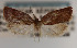  (Claduncaria mesosignaria - KAA_DNA_00037)  @11 [ ] Copyright (2019) John Rawlins Carnegie Museum of Natural History