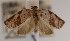  (Claduncaria maestrana - KAA_DNA_00039)  @11 [ ] Copyright (2019) Vitor Becker Vitor O. Becker Collection