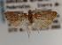  (Claduncaria rawlinsana - KAA_DNA_00047)  @11 [ ] Copyright (2019) John Rawlins Carnegie Museum of Natural History
