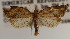  (Clepsis deroni - KAA_DNA_00049)  @11 [ ] Copyright (2019) John Rawlins Carnegie Museum of Natural History