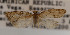  ( - KAA_DNA_00050)  @11 [ ] Copyright (2019) John Rawlins Carnegie Museum of Natural History