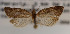  ( - KAA_DNA_00051)  @11 [ ] Copyright (2019) John Rawlins Carnegie Museum of Natural History