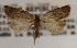  ( - KAA_DNA_00052)  @11 [ ] Copyright (2019) John Rawlins Carnegie Museum of Natural History