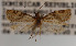  (Argyrotaenia sp. KA - KAA_DNA_00058)  @11 [ ] Copyright (2019) John Rawlins Carnegie Museum of Natural History