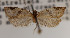  ( - KAA_DNA_00066)  @11 [ ] Copyright (2019) John Rawlins Carnegie Museum of Natural History