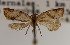  ( - KAA_DNA_00067)  @11 [ ] Copyright (2019) John Rawlins Carnegie Museum of Natural History
