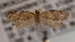  ( - KAA_DNA_00071)  @11 [ ] Copyright (2019) John Rawlins Carnegie Museum of Natural History