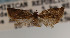  ( - KAA_DNA_00072)  @11 [ ] Copyright (2019) John Rawlins Carnegie Museum of Natural History