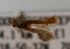  ( - KAA_DNA_00074)  @11 [ ] Copyright (2019) John Rawlins Carnegie Museum of Natural History