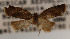  ( - KAA_DNA_00075)  @11 [ ] Copyright (2019) John Rawlins Carnegie Museum of Natural History