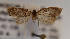  ( - KAA_DNA_00076)  @11 [ ] Copyright (2019) John Rawlins Carnegie Museum of Natural History