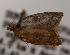  ( - KAA_DNA_00077)  @11 [ ] Copyright (2019) John Rawlins Carnegie Museum of Natural History