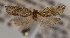  ( - KAA_DNA_00079)  @11 [ ] Copyright (2019) John Rawlins Carnegie Museum of Natural History