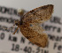  ( - KAA_DNA_00080)  @11 [ ] Copyright (2019) John Rawlins Carnegie Museum of Natural History