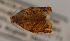  (Argyrotaenia jamaicana - USNMENT01480198)  @11 [ ] Copyright (2019) Mark Metz United States National Museum