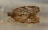  (Argyrotaenia spatheana - USNMENT01480223)  @11 [ ] Copyright (2019) Mark Metz United States National Museum