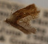  (Clepsis sp. KA - USNMENT01480227)  @11 [ ] Copyright (2019) Mark Metz United States National Museum