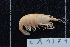  (Caridina paratypus - CA1371)  @11 [ ] Copyright (2015) Valentin de Mazancourt Museum national d'histoire naturelle, Paris