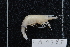  (Caridina vitiensis - CA1385)  @14 [ ] Copyright (2015) Valentin de Mazancourt Museum national d'histoire naturelle, Paris