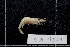 ( - CA1501)  @11 [ ] Copyright (2016) Valentin de Mazancourt Museum national d'histoire naturelle, Paris