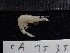  ( - CA1535)  @11 [ ] Copyright (2016) Valentin de Mazancourt Museum national d'histoire naturelle, Paris