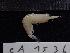  ( - CA1536)  @11 [ ] Copyright (2016) Valentin de Mazancourt Museum national d'histoire naturelle, Paris