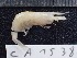  ( - CA1538)  @11 [ ] Copyright (2016) Valentin de Mazancourt Museum national d'histoire naturelle, Paris