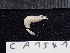  ( - CA1541)  @11 [ ] Copyright (2016) Valentin de Mazancourt Museum national d'histoire naturelle, Paris